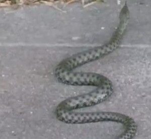 caddede yilan panigi yaklasik 1 metre uzulugunda 59NzqRXy