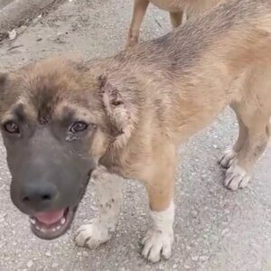 gemlikte kopege iskence eden tutuklandi mMk4tSFg