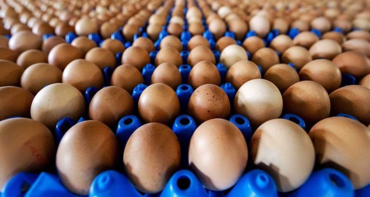 abddeki kus gribi krizi turkiyenin yumurta ihracatini yuzde 406 arttirdi DXK3Vepp