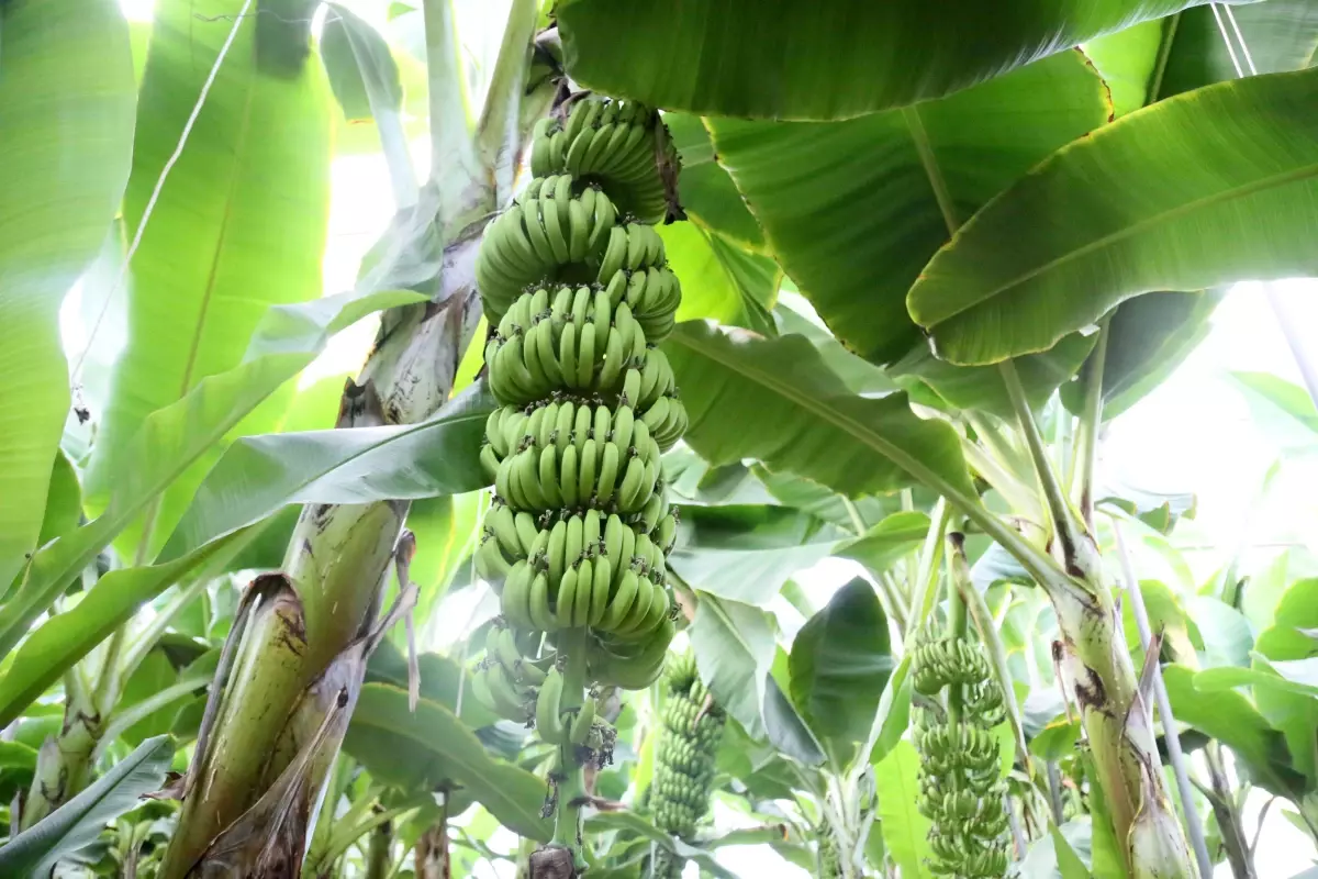 antalyada muz uretimi artti 7hJ9EpnJ