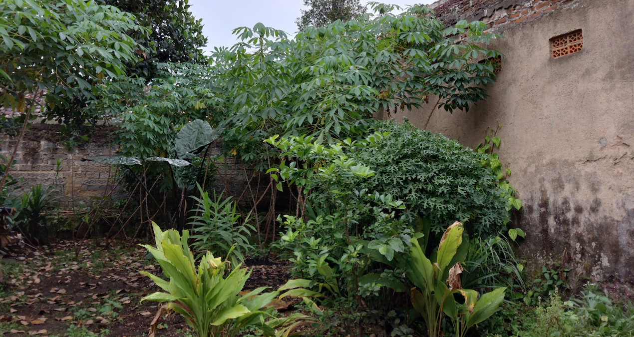 arka bahcesindeki masum bitki meger bela cikti goren ev sahibini uyardi Pth71wFI.jpg