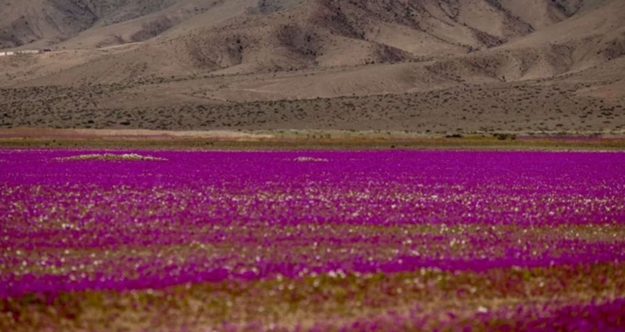 dunyanin en kurak colu cicek tarlasina dondu gormek icin akin ettiler rzZNsvP7