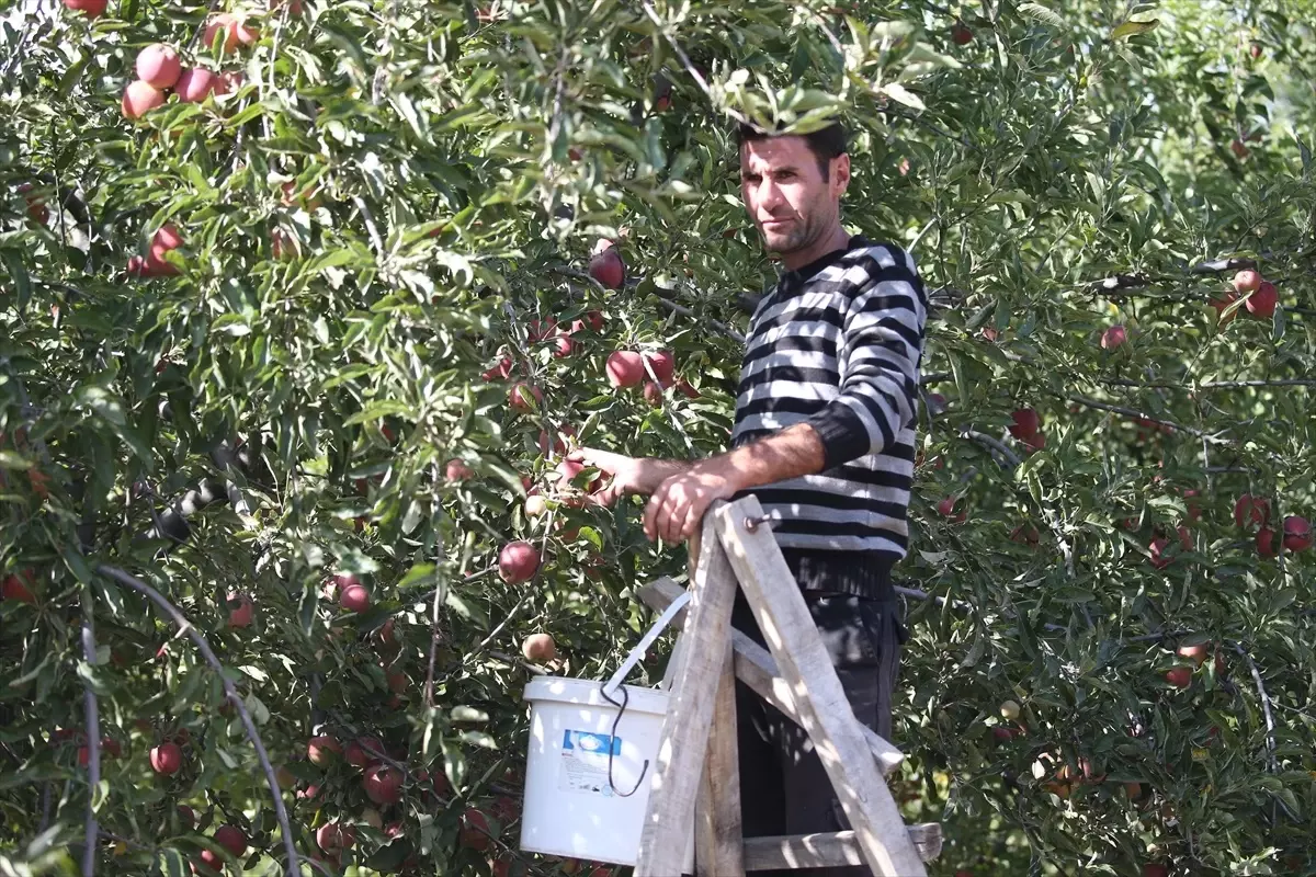 karsta mikroklima elma hasadi M1bTuIgk