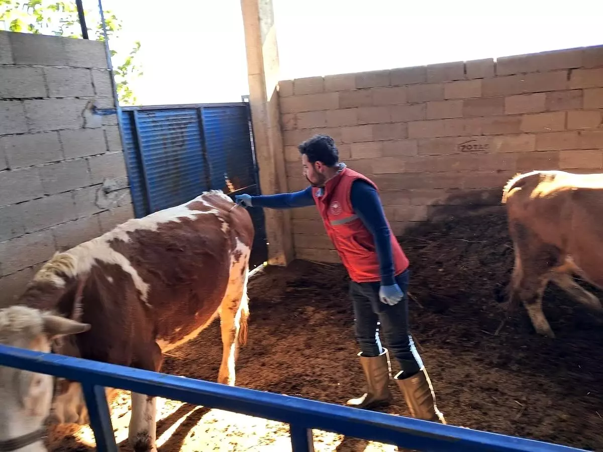 koskte buyukbas hayvanlar asilaniyor bpgVVyIq.jpg