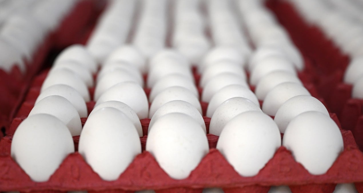 yumurtaya zam gelecek mi en yetkili isim acikladi 7dNF5ubd.jpg