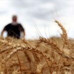 turkiyede-sertifikali-bugday-tohumu-uretimi-rekor-kirdi-B8OHXN9Q