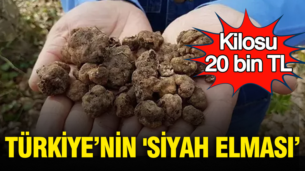 Türkiye’nin Değerli Mantarına Dönüşen Trüf: Kilosu 20 Bin TL